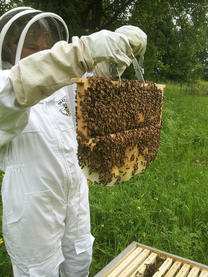 13 Bees Bed and Breakfast Confolens Buitenkant foto
